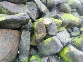 stones covered by green sea grass