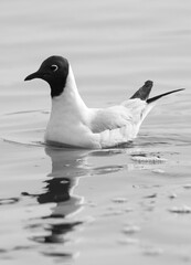 Fototapeta premium Black-headed gull fishing at Tubli bay, Bahrain
