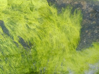 stones covered by green sea grass