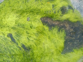 stones covered by green sea grass