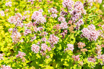Oregano or Origanum Vulgare plant in Saint Gallen in Switzerland