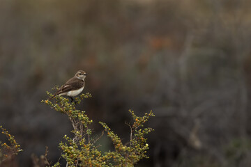 Pied wheatear perched on bush in the morning, Bahrain