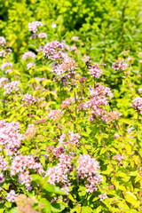 Oregano or Origanum Vulgare plant in Saint Gallen in Switzerland