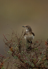 Closeup of a Pied wheatear perched on bush in the morning, Bahrain