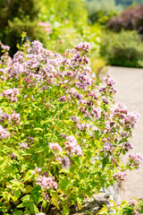 Obraz premium Oregano or Origanum Vulgare plant in Saint Gallen in Switzerland