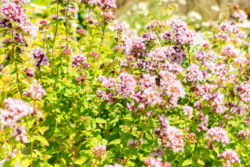 Oregano or Origanum Vulgare plant in Saint Gallen in Switzerland