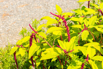 Love lies bleeding or Amaranthus Caudatus plant in Saint Gallen in Switzerland