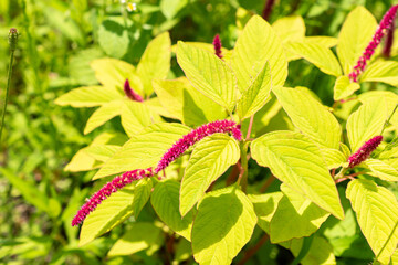 Love lies bleeding or Amaranthus Caudatus plant in Saint Gallen in Switzerland