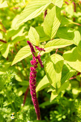 Love lies bleeding or Amaranthus Caudatus plant in Saint Gallen in Switzerland