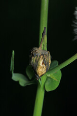 greater quaking grass plant macro photo