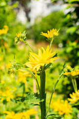Yellow crownbeard or Verbesina Helianthoides plant in Saint Gallen in Switzerland