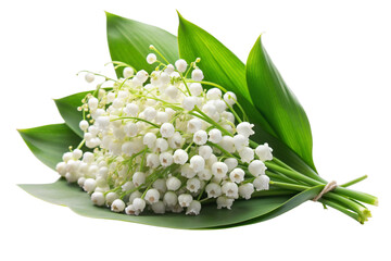 Obraz premium Lily of the valley isolated on white background, full depth of field