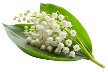  Lily of the valley isolated on white background, full depth of field © Runa