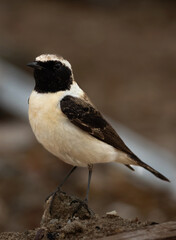 Fototapeta premium Black-eared wheatear perched on a sand mound at Hamala, Bahrain