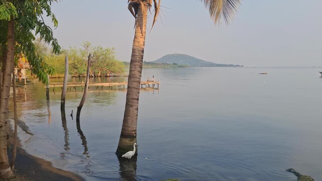  A lone egret wades in the tranquil waters of Lake Victoria, Uganda, as a weathered palm tree stands sentinel against the soft hues of sunrise.