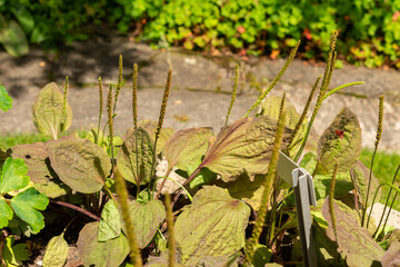 Broadleaf plantain or Plantago Major plant in Saint Gallen in Switzerland © Robert