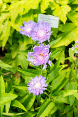 Stokesia Laevis plant in Saint Gallen in Switzerland