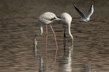 A pair of Greater Flamingos at Mameer coast in the morning and a black-headed gull flying , Bahrain