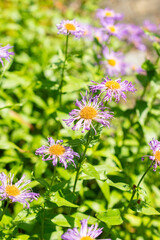 Aspen fleabane or Erigeron Speciosus plant in Saint Gallen in Switzerland