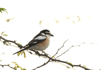 Obraz premium Masked shrike perched on acacia tree at Hamala, Bahrain