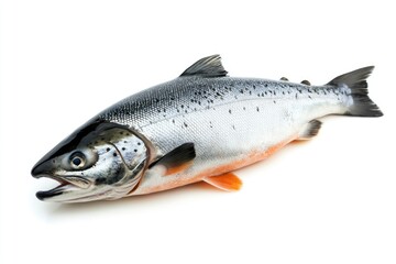 raw salmon, fish isolated on white background, full depth of field , ai