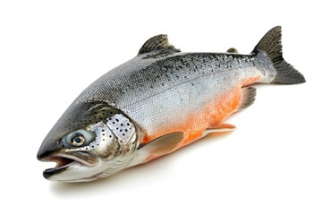 raw salmon, fish isolated on white background, full depth of field , ai