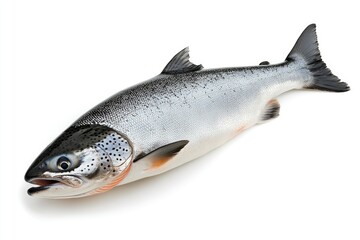 Naklejka premium raw salmon, fish isolated on white background, full depth of field , ai