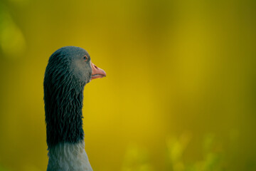 A black and white goose observes a blurred lake with green hues. The selective focus highlights the...