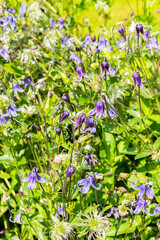 Fototapeta premium Clematis Integrifolia plant in Saint Gallen in Switzerland