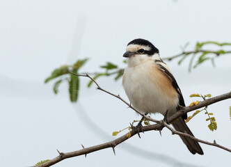 Closeup of a Masked shrike perched on a tree, Bahrain
