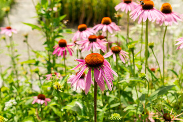 Eastern purple coneflower or Echinacea Purpurea plant in Saint Gallen in Switzerland