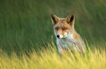 Fototapeta premium Portrait of a cute red fox cub sitting in the grass