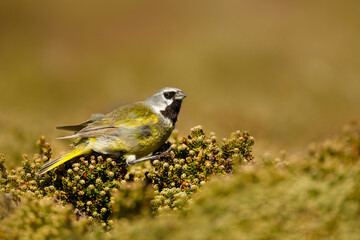 Portrait of a white-bridled finch perching on a green bush in summer in Falkland Islands.