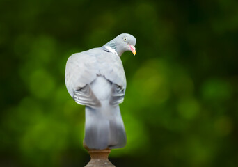 Portrait of a wood pigeon perching on a garden fence post against colourful background