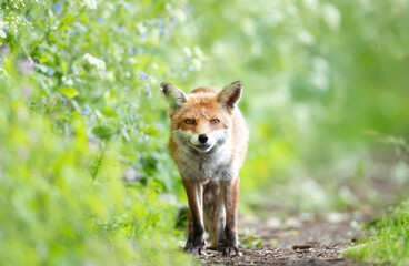 Fototapeta premium Portrait of a curious red fox standing in a meadow