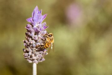 Close-up of a bee on a lavender flower, captured in soft focus. The delicate details of the bee and the vibrant purple petals highlight the beauty of nature in a serene setting.