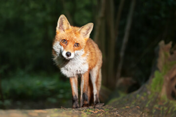 Portrait of a young red fox standing on a tree in a forest
