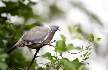 Portrait of a wood pigeon perching on a tree branch