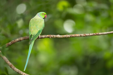 Portrait of a Rose-ringed Parakeet perching on a tree branch
