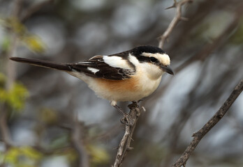 Masked shrike perched on a twig at Jasra, Bahrain