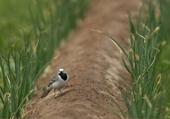 White wagtail perched on ground at Buri farm, Bahrain