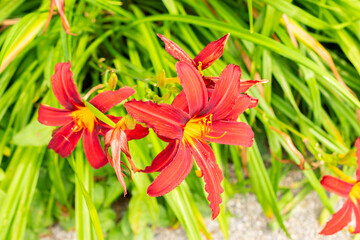 Hemerocallis Crimson Pirate plant in Saint Gallen in Switzerland