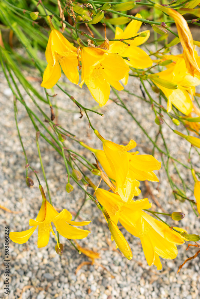 Poster hemerocallis corky plant in saint gallen in switzerland