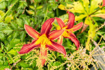 Hemerocallis purple sage plant in Saint Gallen in Switzerland