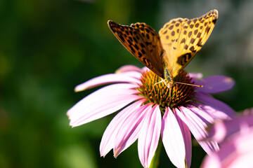 Mediterranean Fritillary (Argynnis pandora) butterfly on the echinacea flower closeup