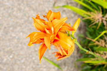 Lilium X Marhan plant in Saint Gallen in Switzerland