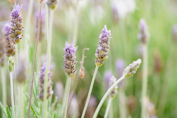 A lavender field with a few flowers in sharp focus and a blurred background. The selective focus emphasizes the delicate beauty and vibrant color of the lavender blooms.