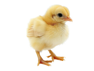 Fototapeta premium A cute, fluffy yellow chick with big eyes stands on a white background.