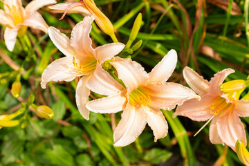 Hemerocallis Luxury Lace plant in Saint Gallen in Switzerland