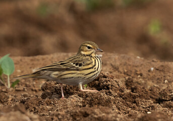 Closeup of a Red throated pipit in a farm land, Bahrain